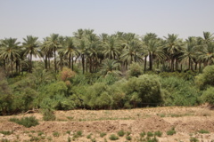 عکس‌های جنگل