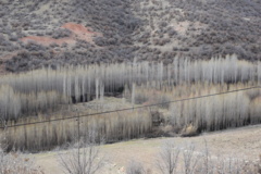 عکس‌های جنگل