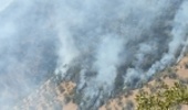 حریق در جنگل‌های سروآباد مهار شد