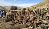 نگرانی طبیعت دوستان سقزی‌ از کامیون‌های حامل چوب