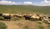 چرای زودرس دام در مراتع کردستان ممنوع است
