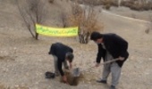۶ هکتار از جنگل های سروآباد بذرکاری شد