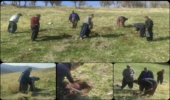 غنی سازی 12 هکتار از مراتع روستای ناوه شهرستان بانه 