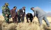پویش نهالکاری در پارک جنگلی خضر زنده آبیدر