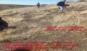 سرجنگلبانی_سارال/ پروژه_بیولوژیک بذرکاری روستای کول