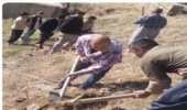 سروآباد/ پویش نهالکاری