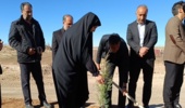 دهگلان/ پویش سراسری درختکاری "در سایه مادر": ۵۰ اصله نهال در دهگلان غرس شد