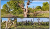 بررسی گزارش سرشاخه زنی اشجار جنگلی در روستای کانیبرد شهرستان بانه