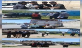 توقیف کامیون دام غیر مجاز و بازرسی خودورهای حامل چوب آلات با همکاری پاسگاه انتظامی نساره علیا
