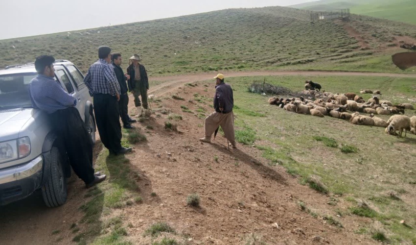 بررسی گزارش دام مازاد