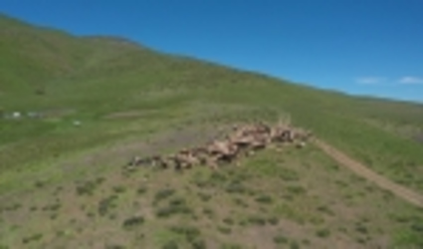 بیش از ۵۲ هزار هکتار از مراتع کردستان امسال به بهره‌برداران واگذار شد