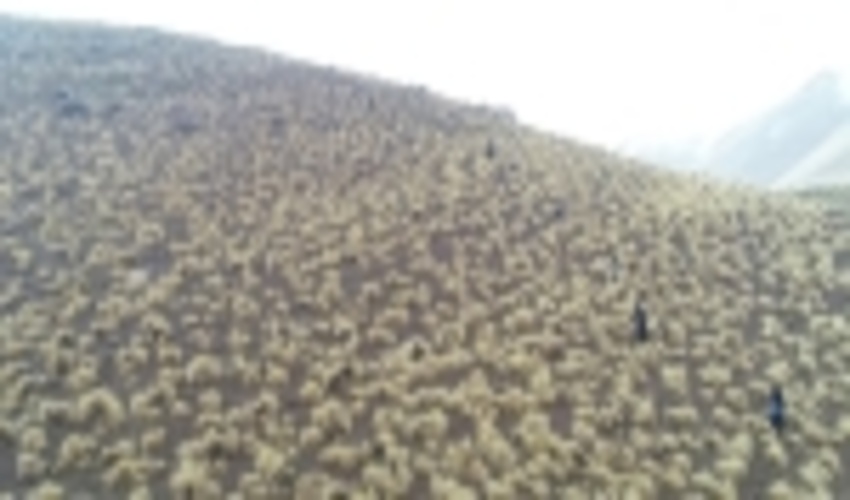 انجام پروژه‌های بیولوژیک آبخیزداری با اعتباری بالغ بر 28 میلیارد ریال در مراتع کردستان