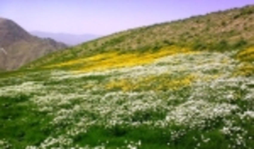 عملیات بیولوژیک در چهار هزار هکتار از مراتع کردستان اجرا شد