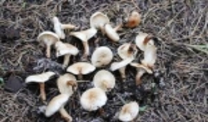 گونه قارچ سمی در کردستان شناسایی شده است