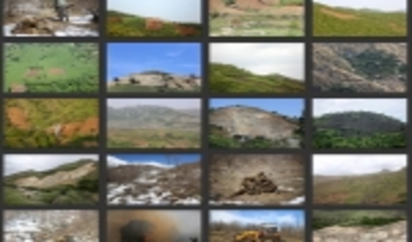 جنگل های بلوط زاگرس در خطر نابودی