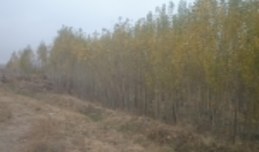 زراعت چوب در ۲۳ هکتار از اراضی کامیاران اجرا شد