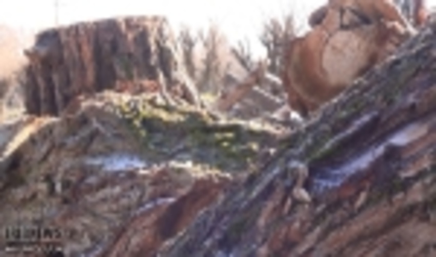 بید‌هایی که می‌لرزند 