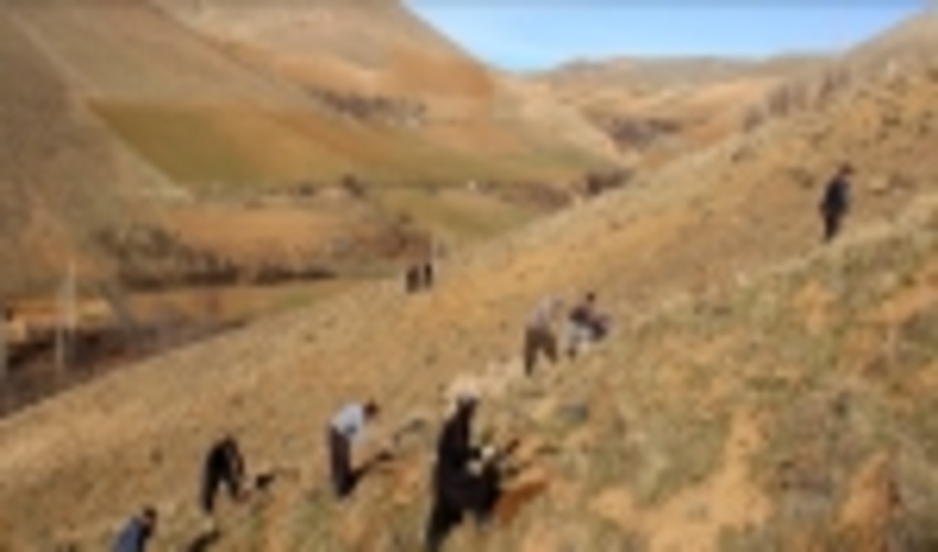 230 هکتار از مراتع کردستان غنی سازی شد