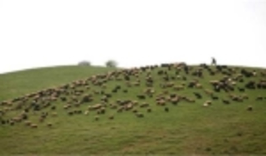 اجرای موفق مدیریت چرا و کنترل دام در مراتع استان باهمراهی بهره برداران 