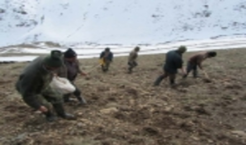 عملیات بذرپاشی در 1110 هکتار از مراتع کردستان انجام شد