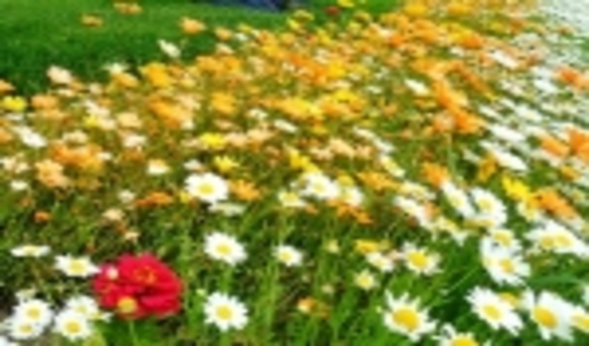   مراتع کردستان با 25 هزار نشاء گیاهان دارویی غنی سازی می شود