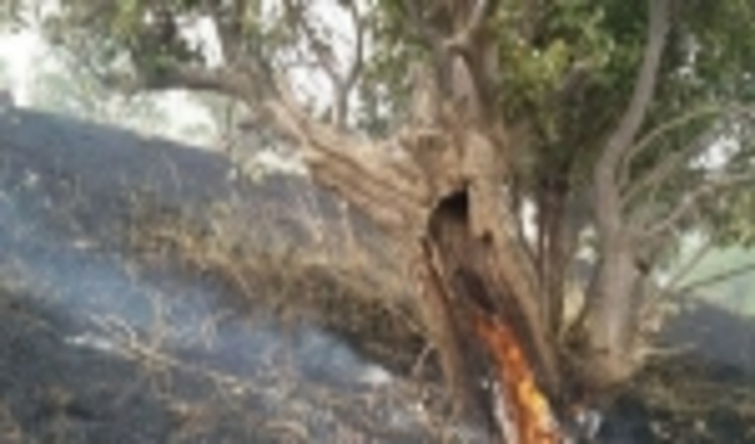 آتش بلای جان 37 هکتار از مراتع و جنگل های کردستان شد