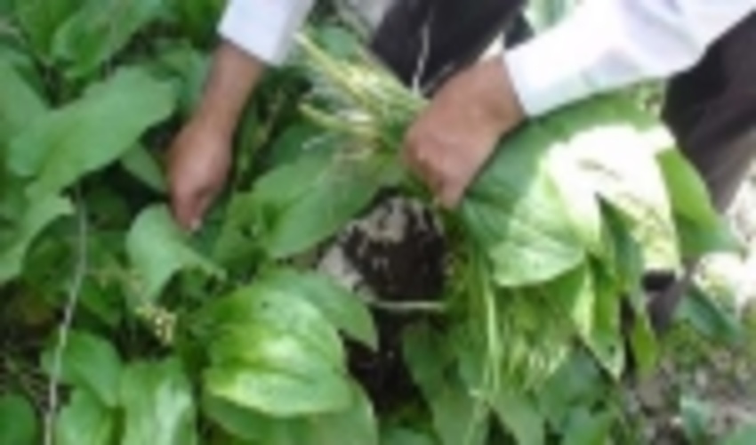 بهره برداری تجاری و غیر اصولی گیاهان بهاره ممنوعیت دارد