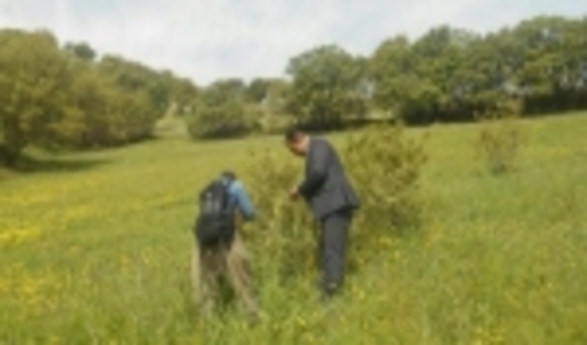  عملیات پایش 50 هزار هکتار از جنگل های سروآباد آغاز شد