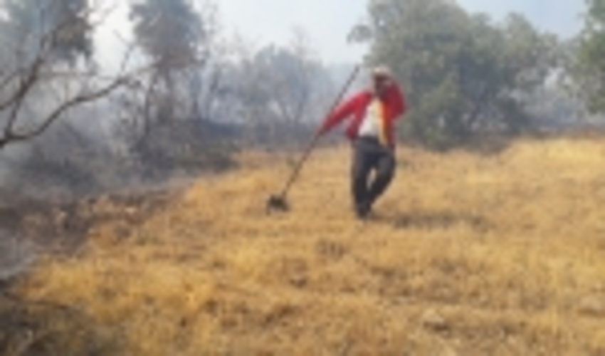 ۶۵ هکتار از عرصه های طبیعی کردستان طعمه آتش شد