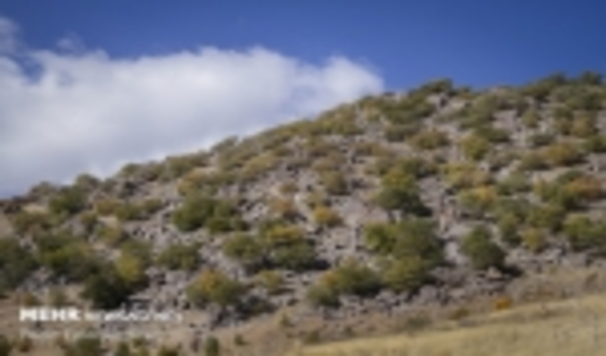 مبارزه با آفت جوانه خوار بلوط در جنگل‌های کردستان آغاز شد