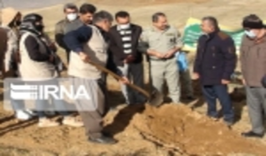 نهال کاری در پنج هکتار ازاراضی ملی سقز انجام می‌شود