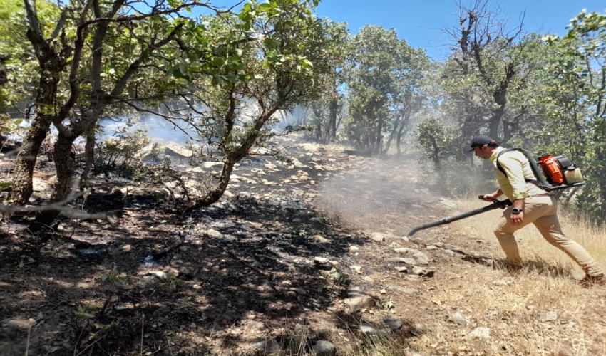 آتش سوزی در 153 هکتار از منابع طبیعی کردستان/کاهش 80 درصدی وقوع آتش سوزی منابع طبیعی در استان 