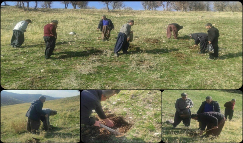 غنی سازی 12 هکتار از مراتع روستای ناوه شهرستان بانه 