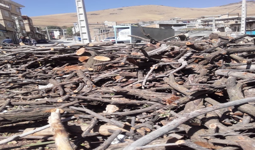 کاهش 72 درصدی کشفیات چوب قاچاق در کردستان 