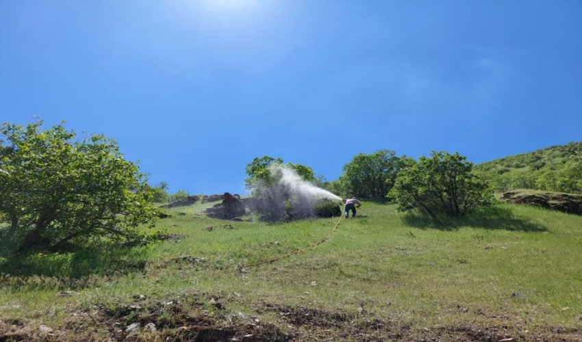 عملیات مقابله با آفت جوانه‌خوار بلوط در ۳۸۰ هکتار از جنگل‌های کردستان آغاز شد