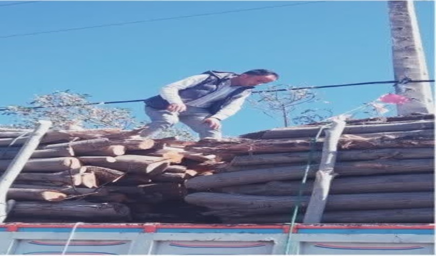 سروآباد/ بازدید از کامیون های حامل چوب آلات باغی 