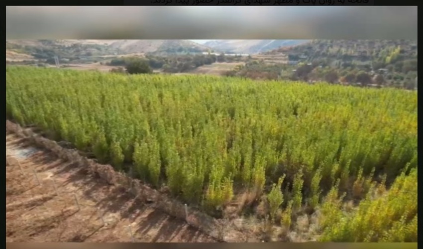 کامیاران / بازدید از پروژه‌های اجرایی بخش جنگل در سال 1402 