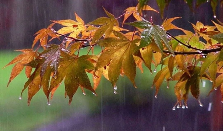 مصاحبه تلفنی شریفی‌پور با برنامه تلویزیونی "پخش خبر کردستان" مرکز صداو سیمای مرکز کردستان