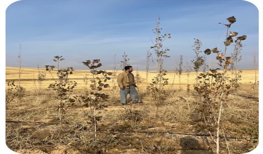 بیجار/بازدید کارشناسان جنگل از صنوبرکاری‌های سنوات گذشته، روستای خرم آباد و قشلاق نوروز 