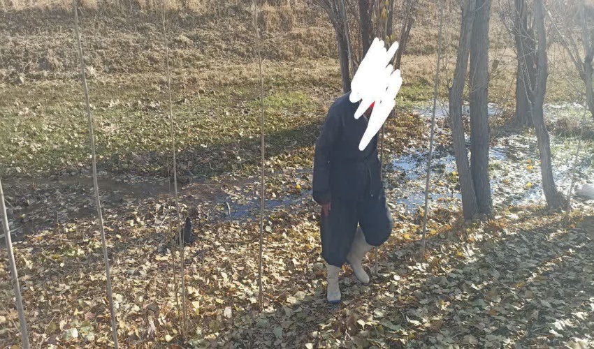 سرجنگلبانی سارال / بررسی گزارش قطع درختان خودرو 