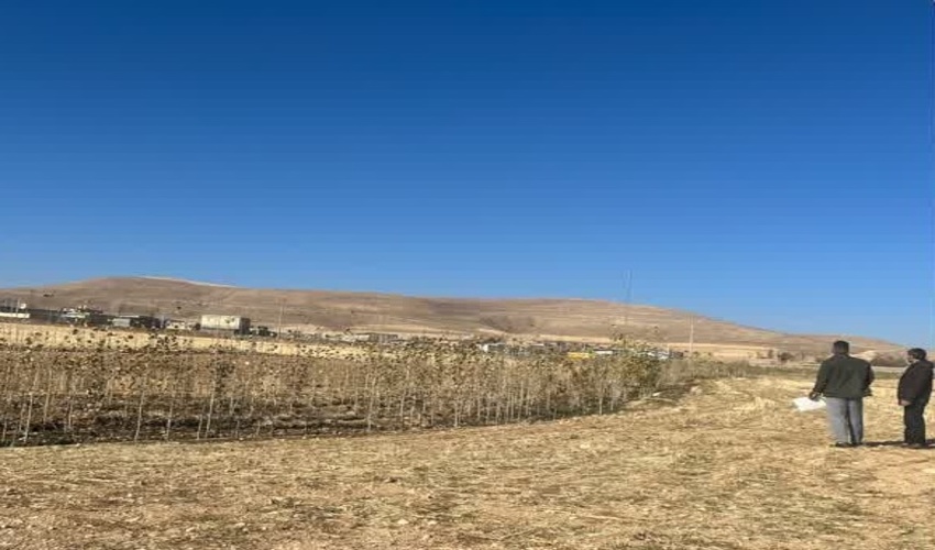 بیجار/ بازدید از صنوبرکاری‌های روستای قزلکند علیا و آغبلاغ علی اکبرخان