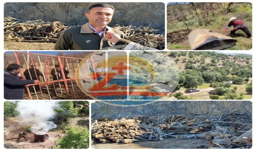 جنگل‌های بلوط مریوان؛ گنجینه‌ای در خط