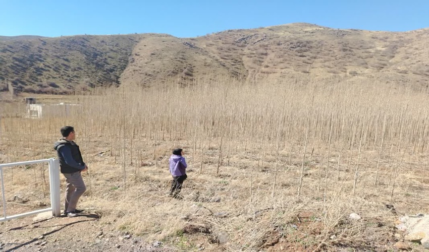 کامیاران ؛ بازدید از طرح صنوبر روستای طاینه