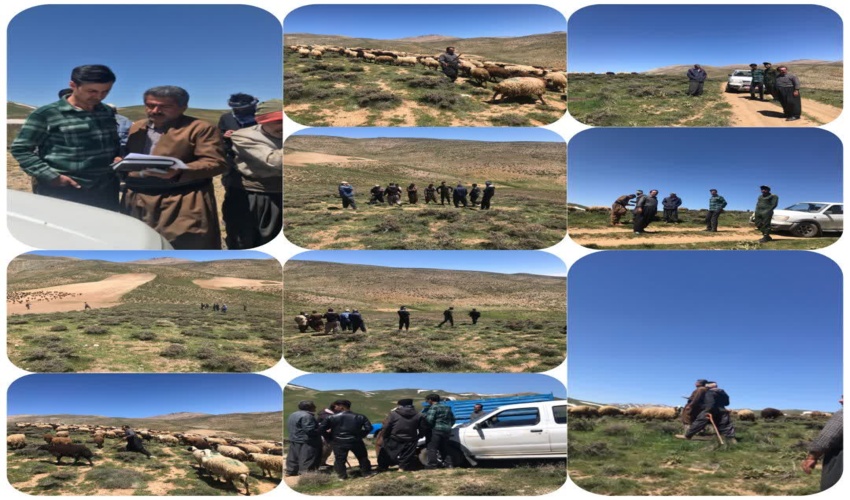 اقدام قاطع منابع طبیعی در رفع قرق مراتع ملی روستای مودی با همکاری پاسگاه انتظامی محل _ دیواندره