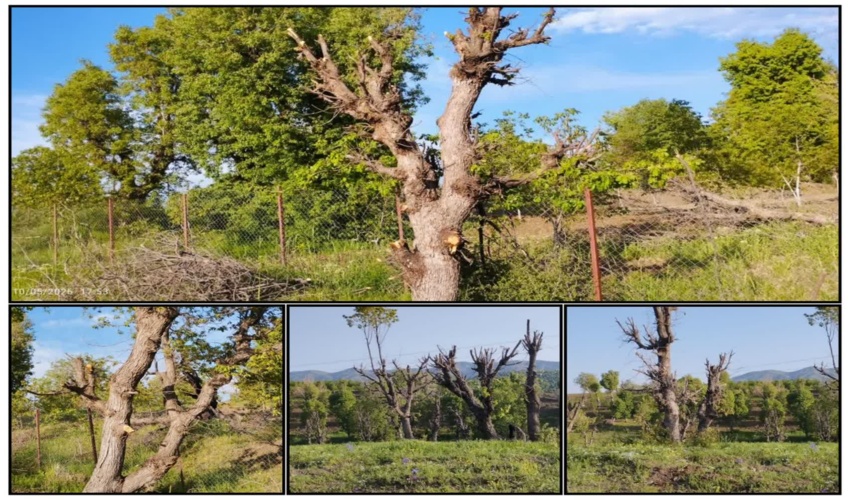بررسی گزارش سرشاخه زنی اشجار جنگلی در روستای کانی‌برد شهرستان بانه